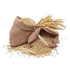 गेहूं किस्म 3